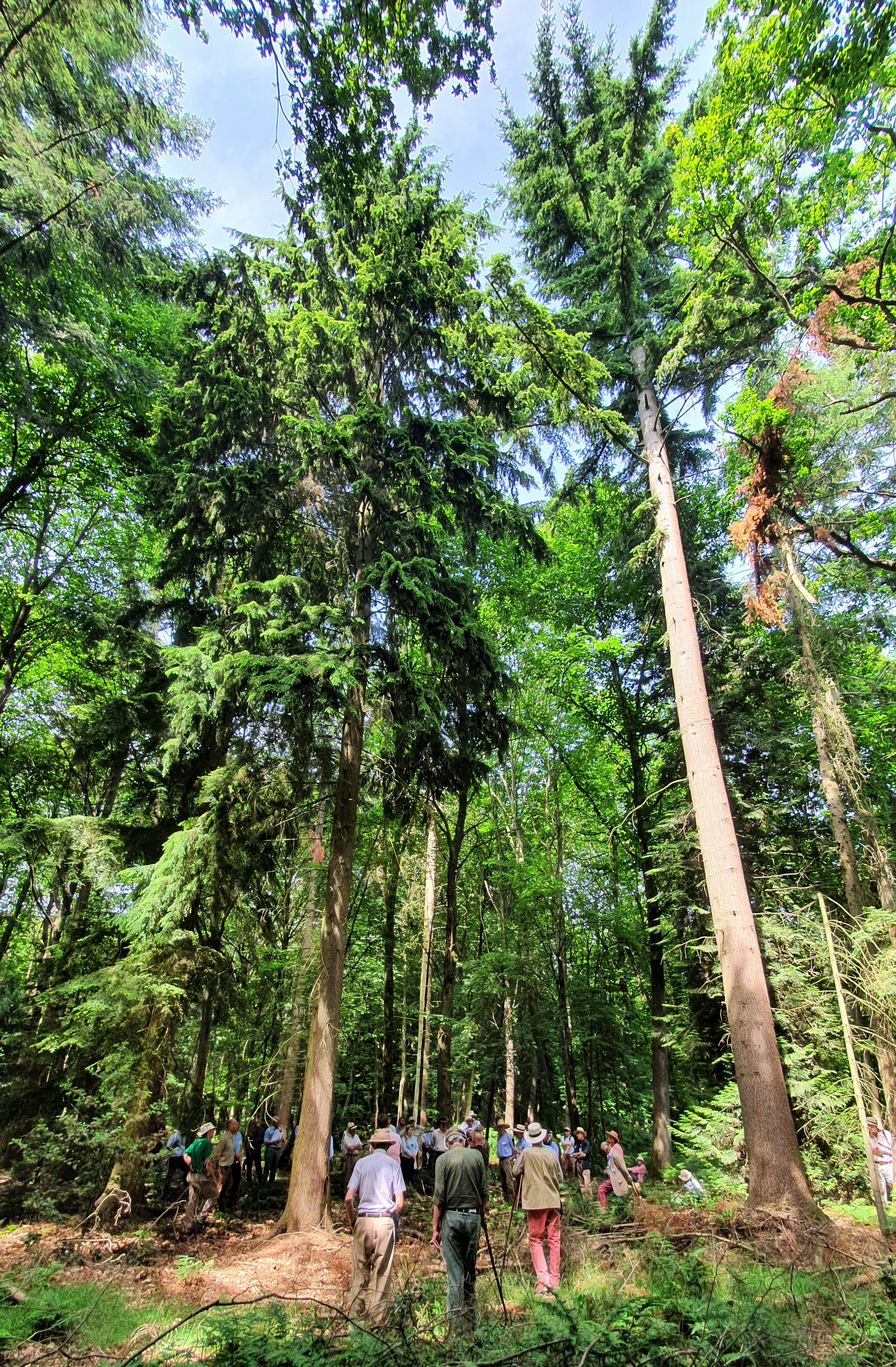 Royal Forestry Society inspecting the wood