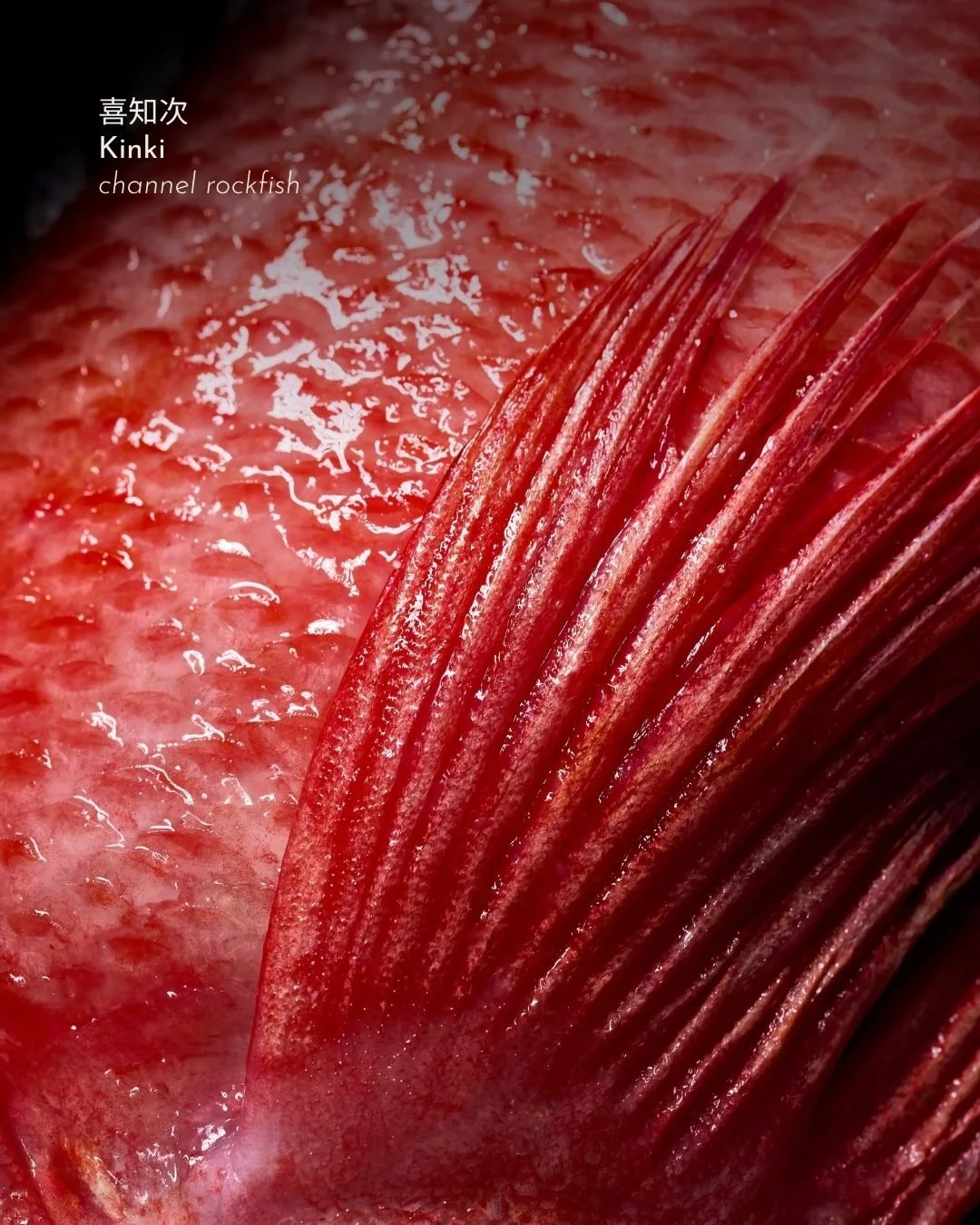 Fresh from Toyosu Market, finished by hand. A closer look at the fish flown in daily from Japan and the craft behind each piece of nigiri at MILA Omakase.
