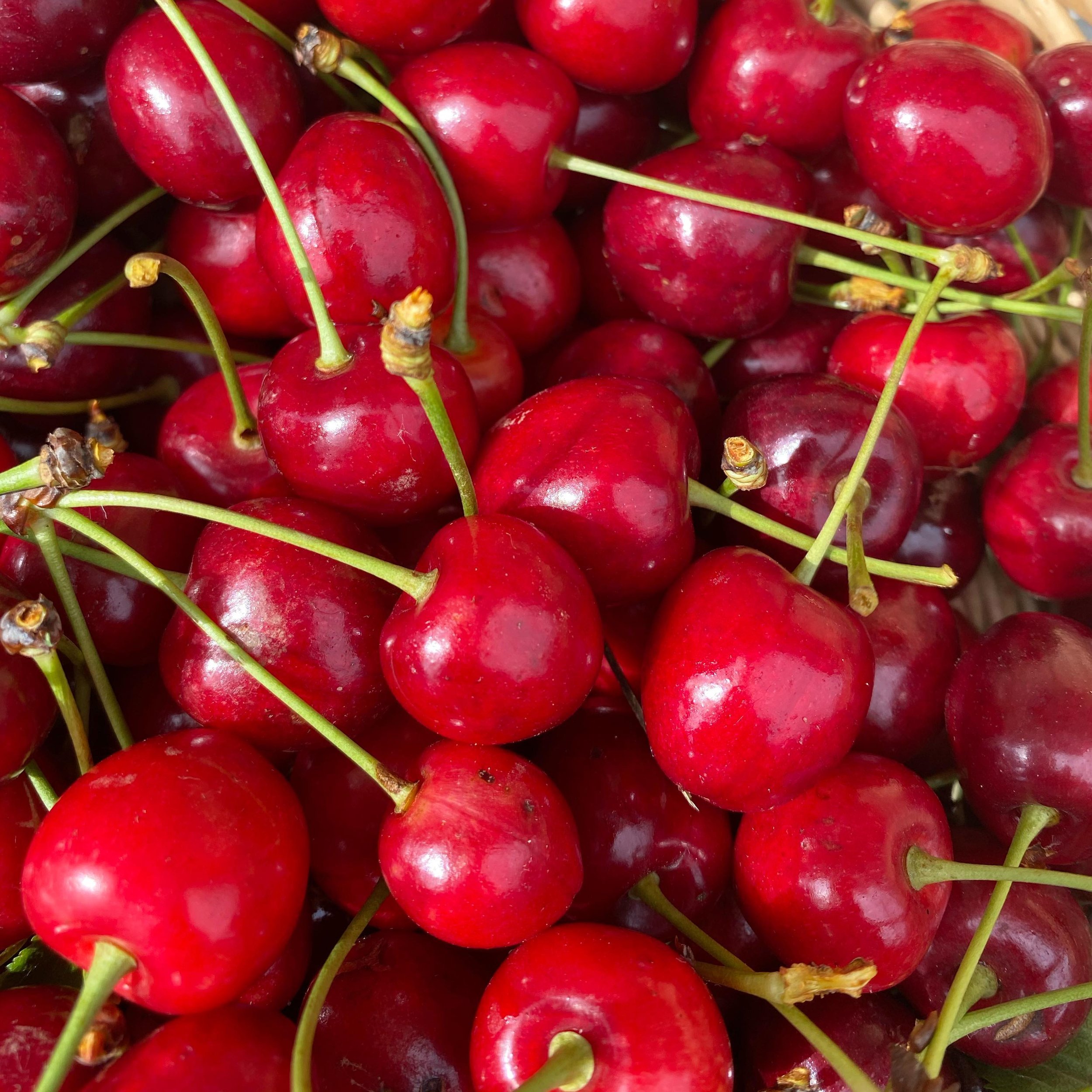 We have still some dates in July for the late crews 🍒check out our calendar - link in our bio
So you can enjoy our cherries before the birds do. ✌️