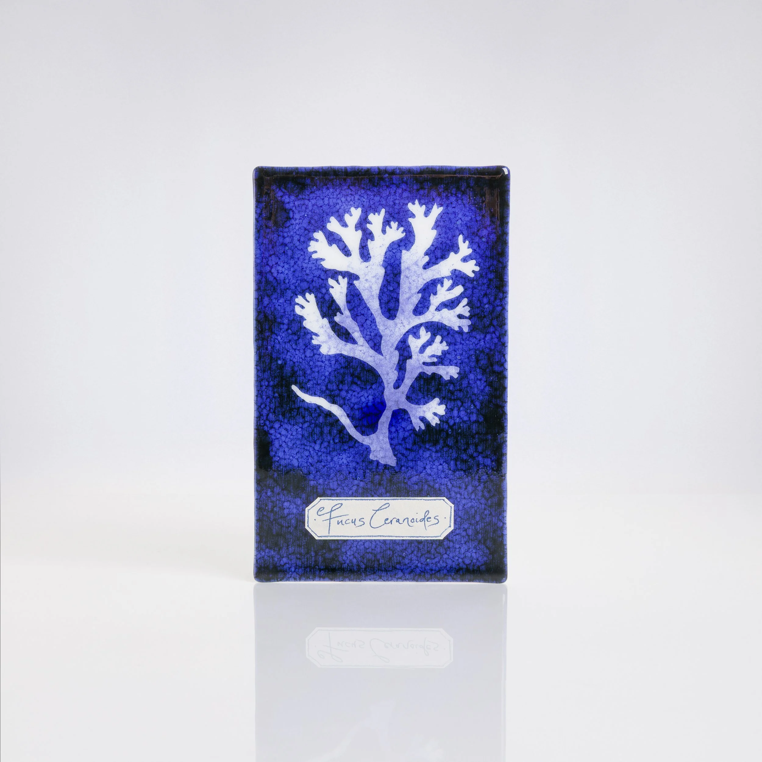 ....Verity Pulford – Blue Cyanotype Wall Tile.. Verity Pulford – Teilsen Wal Cyanoteip Glas....