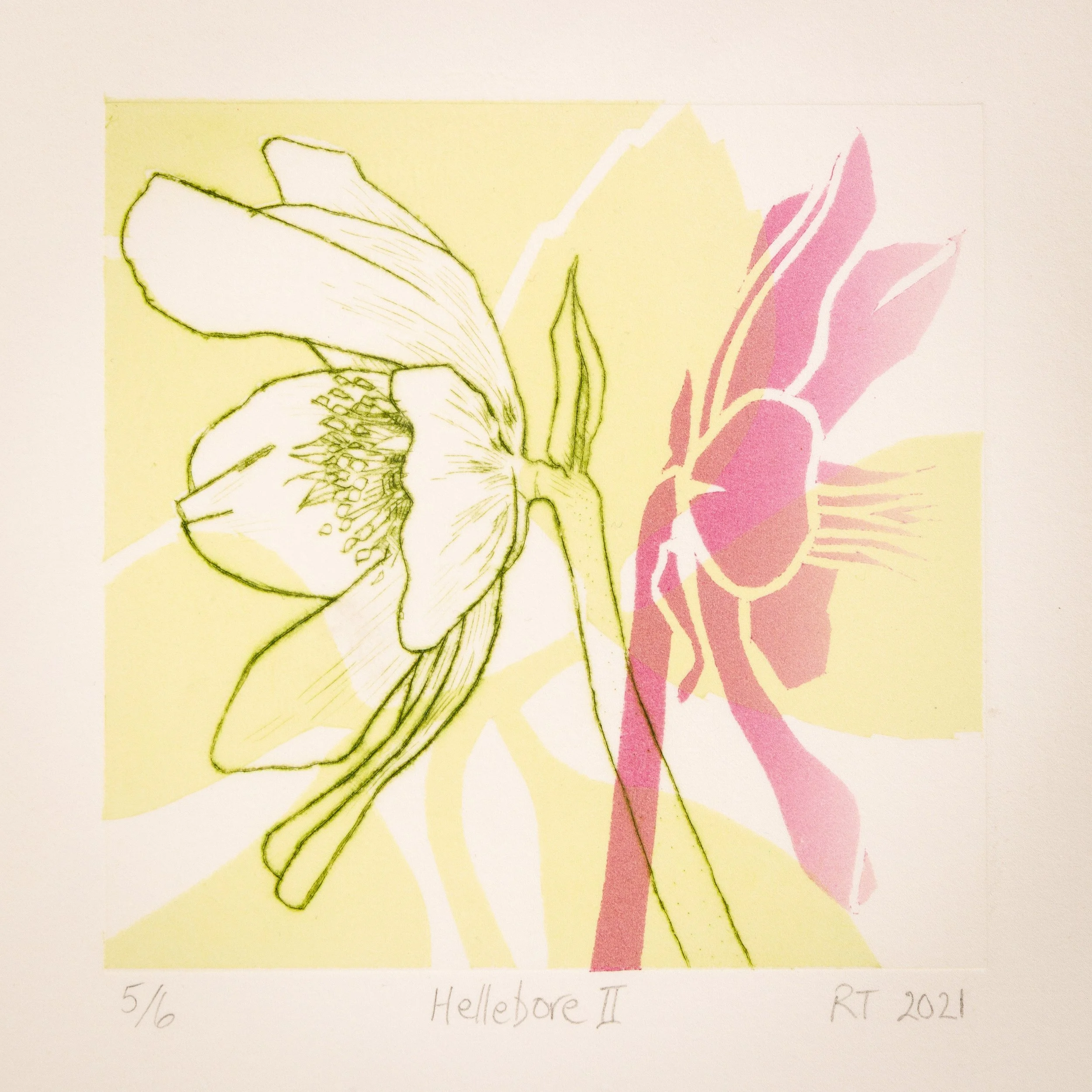 ....Ruth Thomas – Hellebore II Print..Ruth Thomas – Crafanc-yr-arth II, Print Sychbwynt a Stensil....