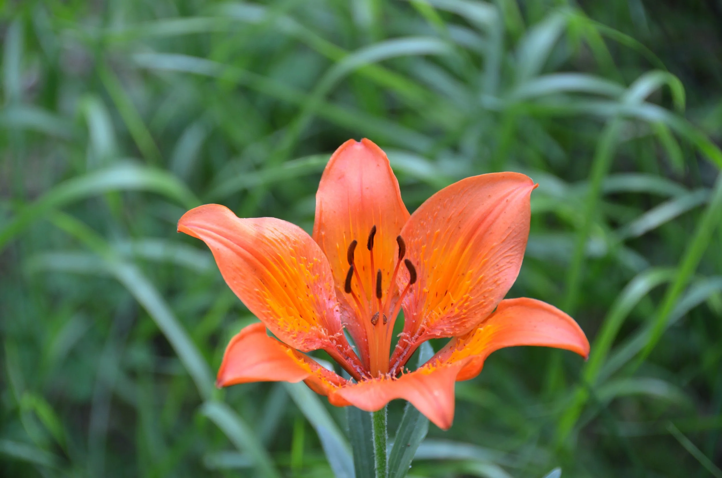 DSC_8415.JPG