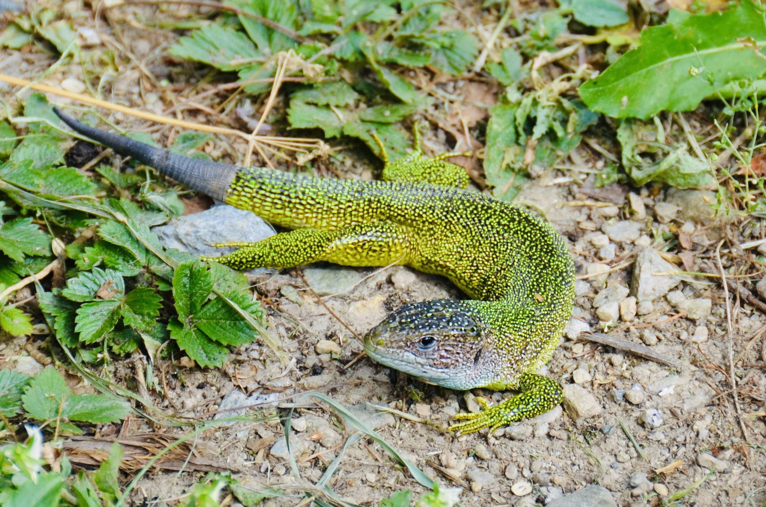 DSC_1356.JPG