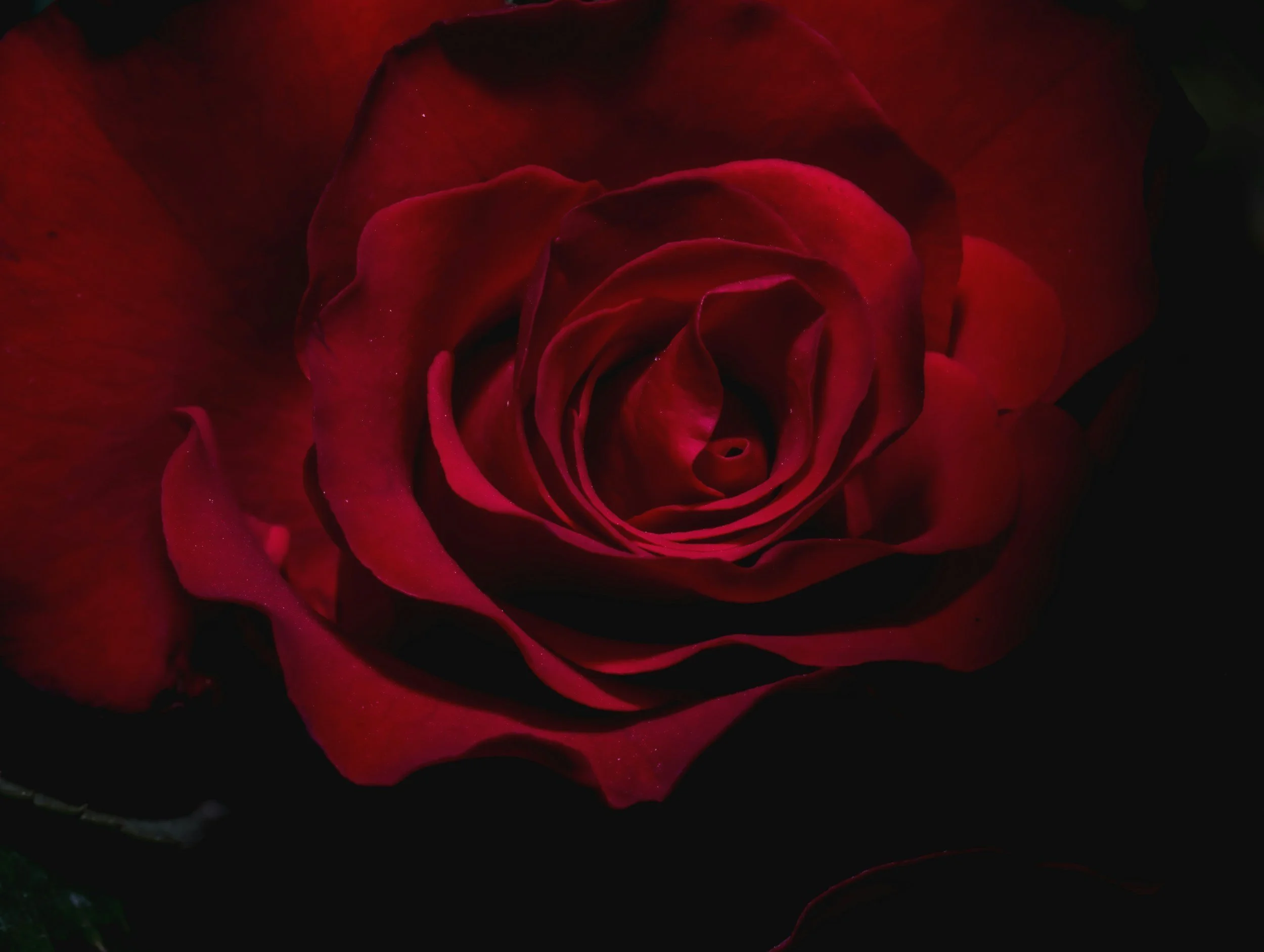 Close-up of a deep red rose with velvety petals, set against a dark background.