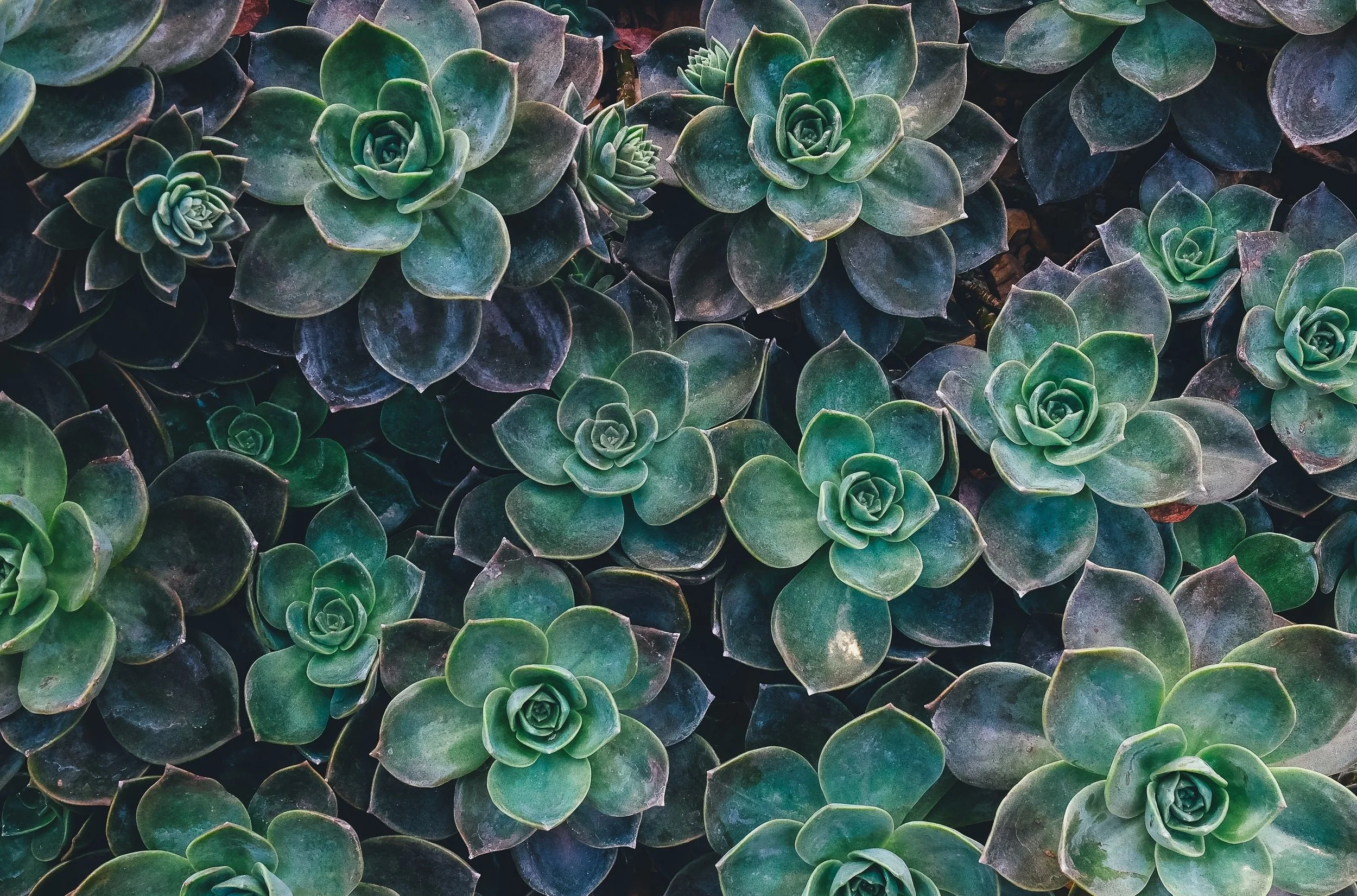 unsplash-image-8mqOw4DBBSg.jpg