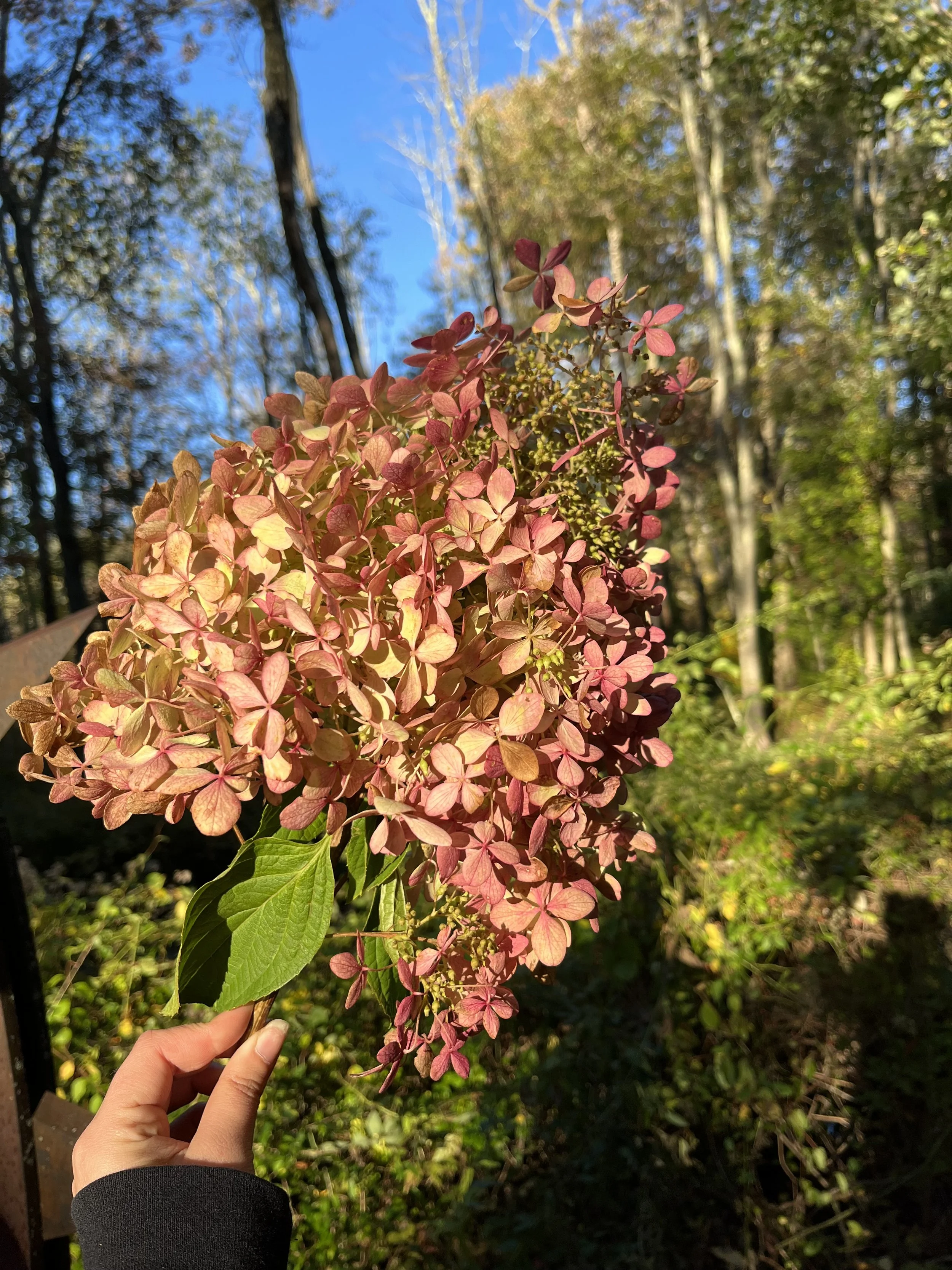 Fall Hydrangea Detail
