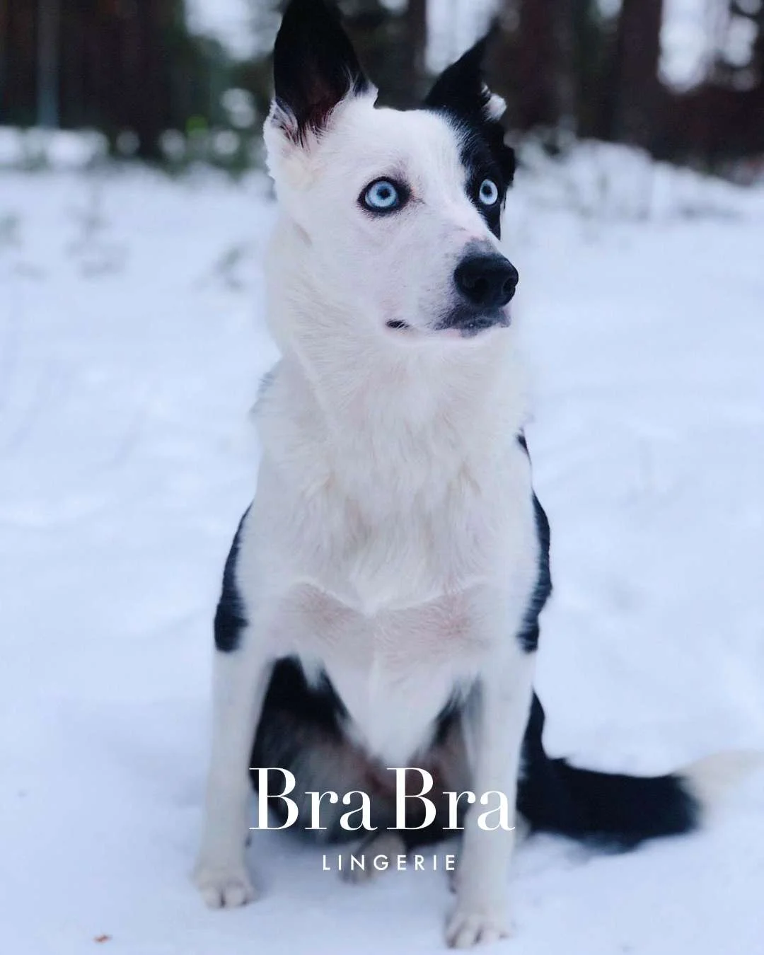 🔥HELPOTAMME ARKEASI!🔥

Pyrimme parantamaan palveluamme jatkuvasti. Olemmekin iloisia voidessamme kertoa, ett&auml; meilt&auml; saat tuotteet nyt kotiin kuljetettuna!

Kuluneen talven aikana olemme testanneet useita moderneja kuljetustoimijoita, kut