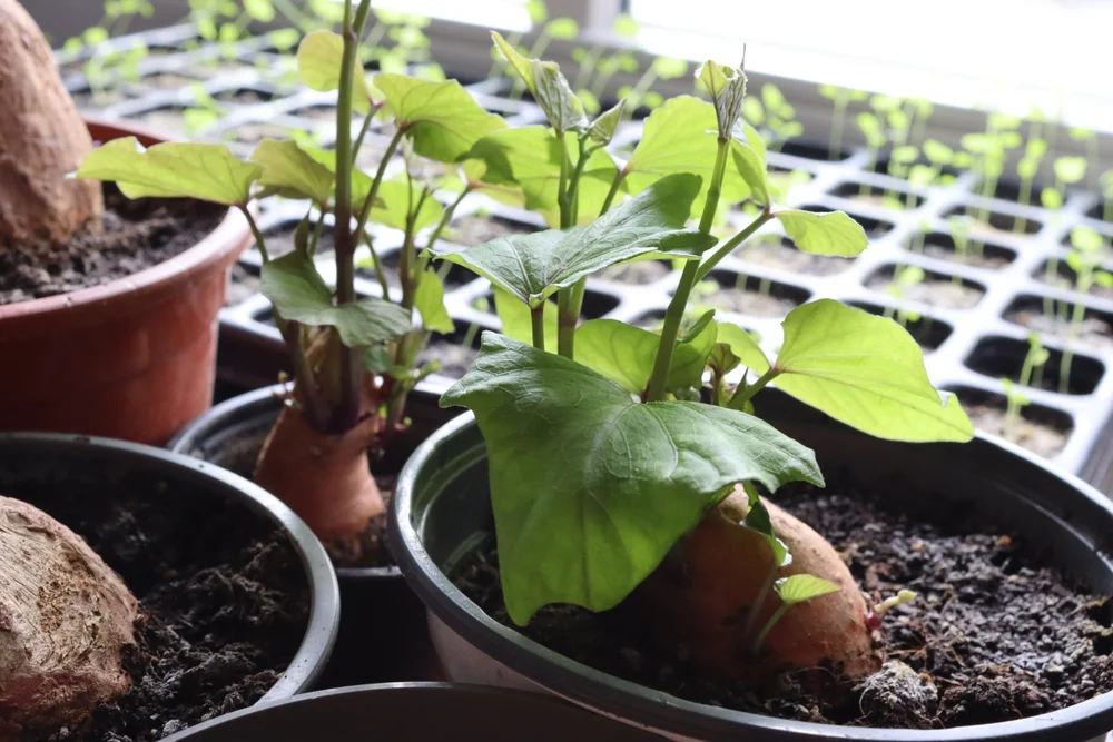 #2 Triebe entwickeln sich