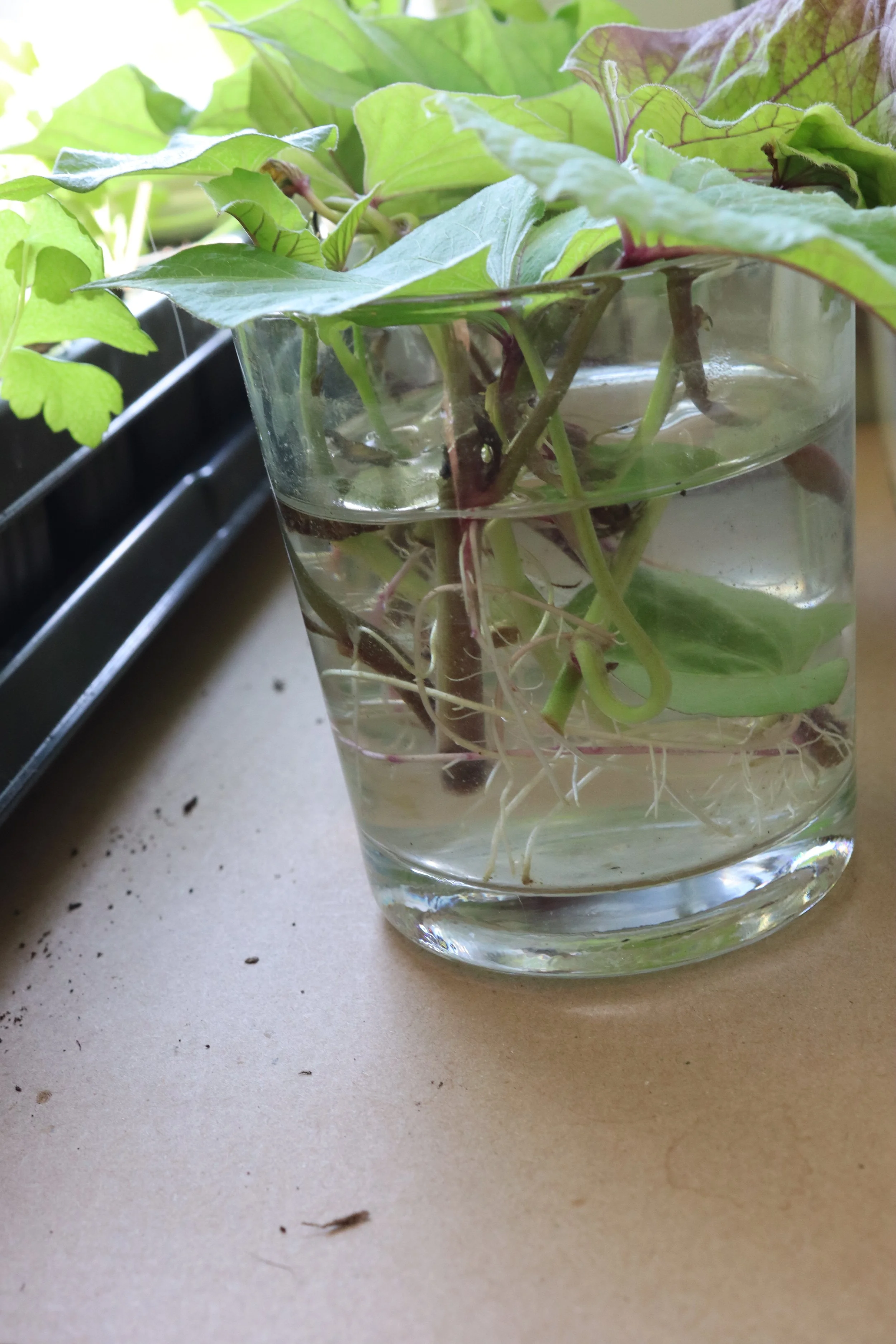 #4 Wurzeln bilden sich