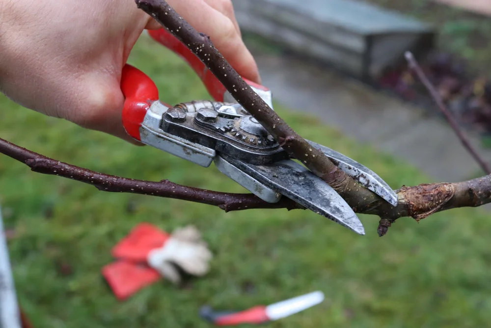 #8 Pflanzschnitt durchführen