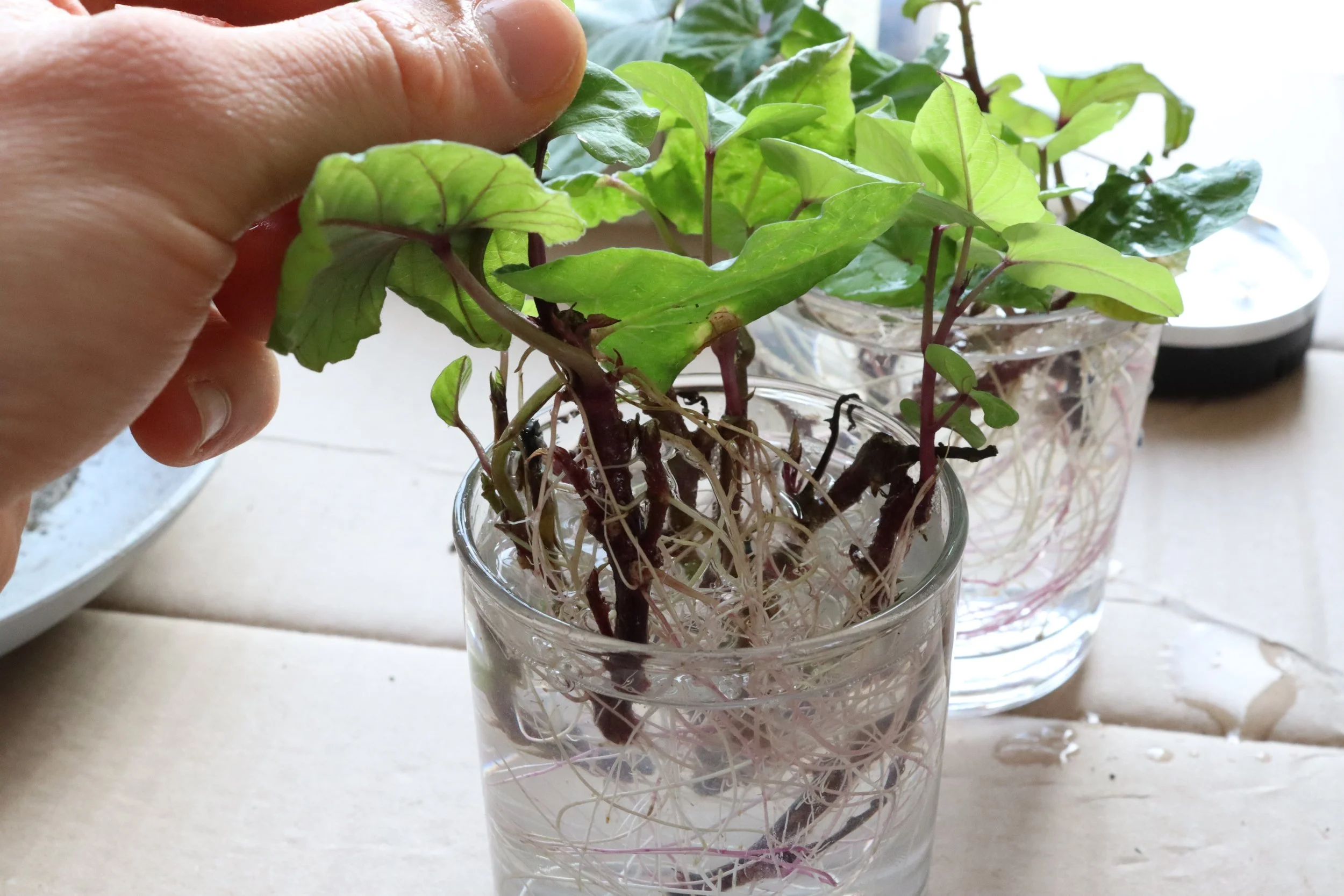 #5 Stecklinge ausreichend bewurzelt