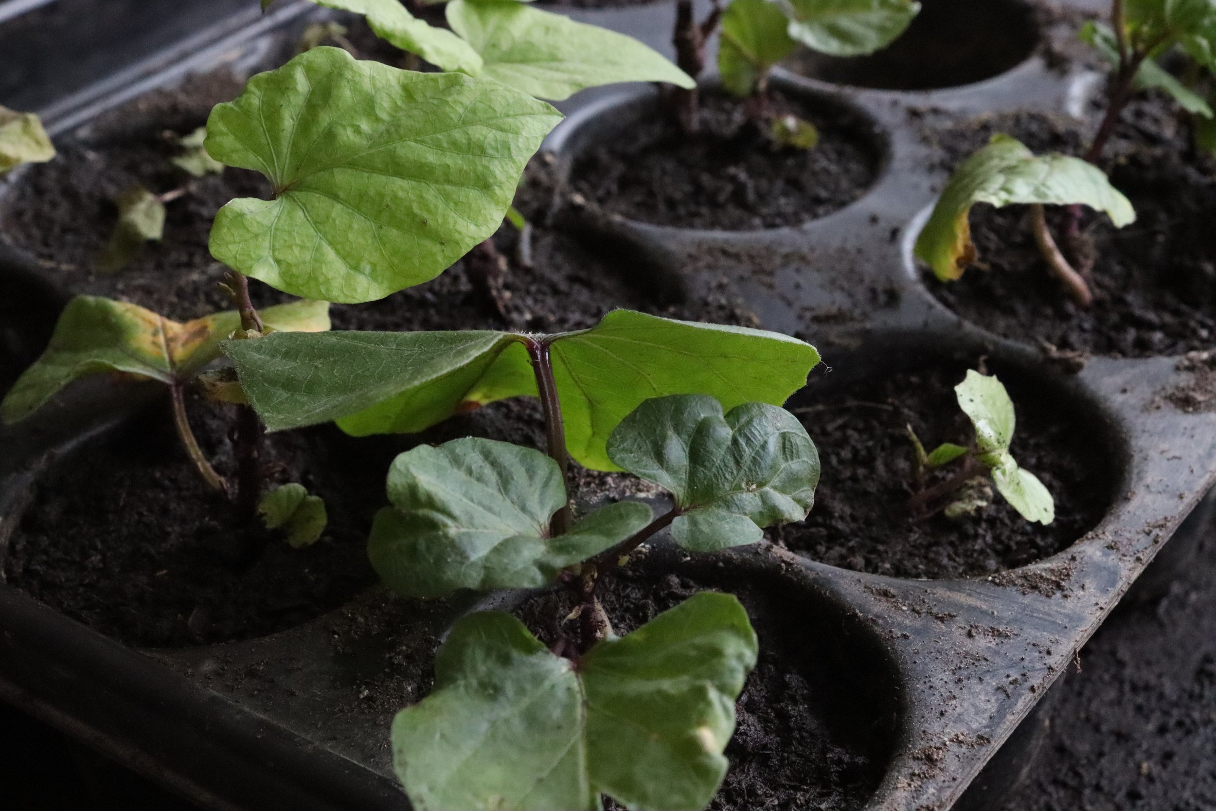 #6 Stecklinge in Multitopfplatte