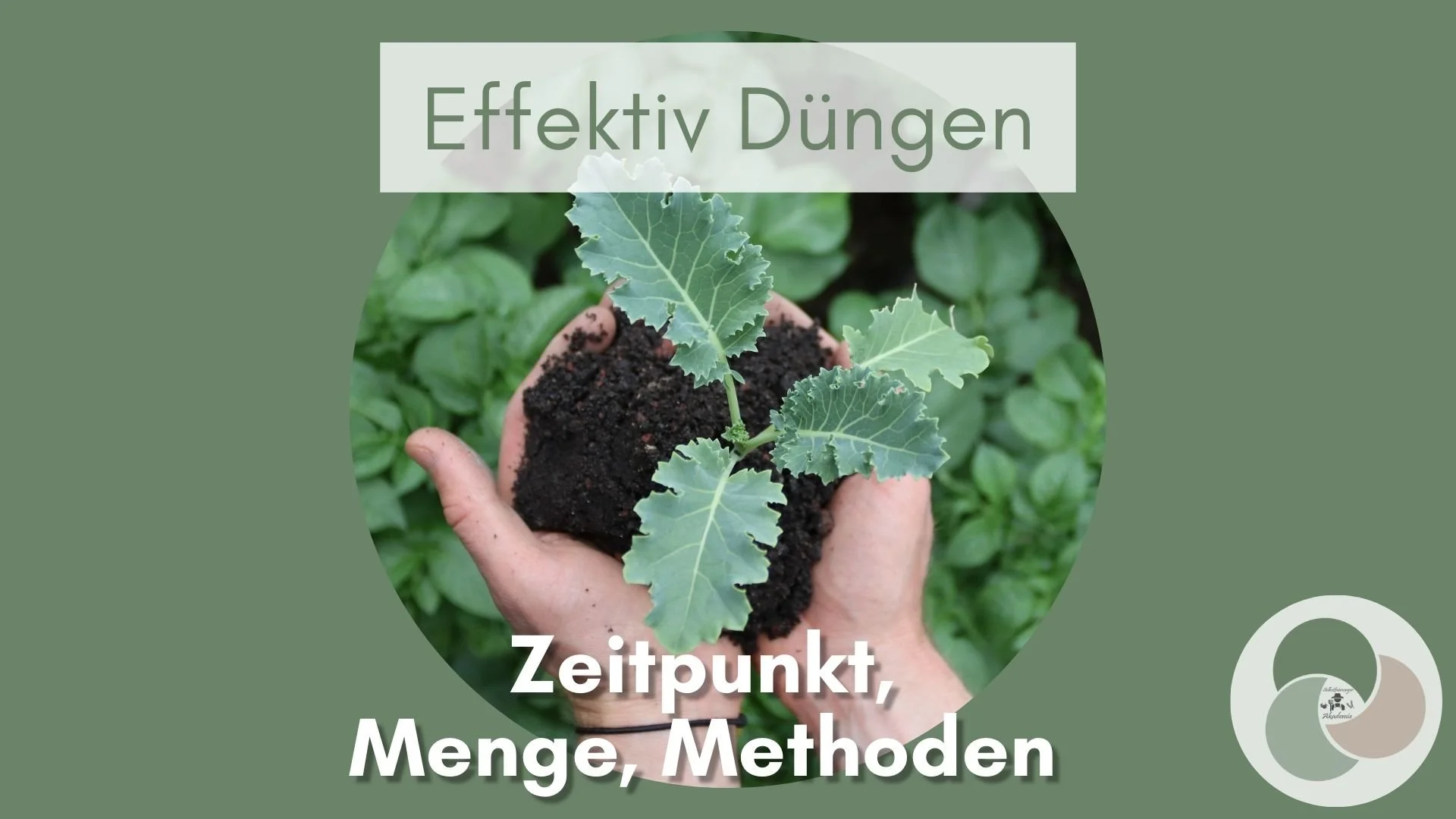 Effektiv Düngen im Gemüsegarten: Zeitpunkt, Menge, Methoden