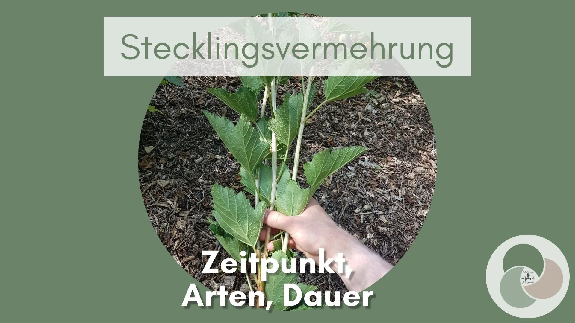 Stecklingsvermehrung bei Kräutern, Sträuchern und Gehölzen