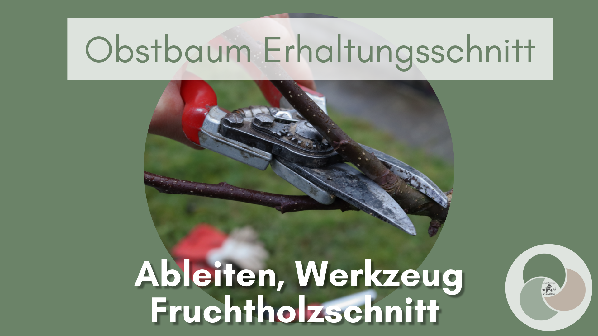 Obstbäume vital halten - Fruchtholz anregen dank Erhaltungsschnitt