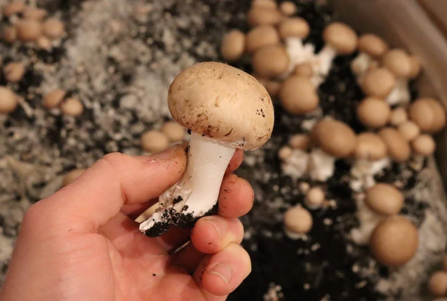 Selbstversorgung im Winter: Die besten Tipps für Haus &amp; Garten