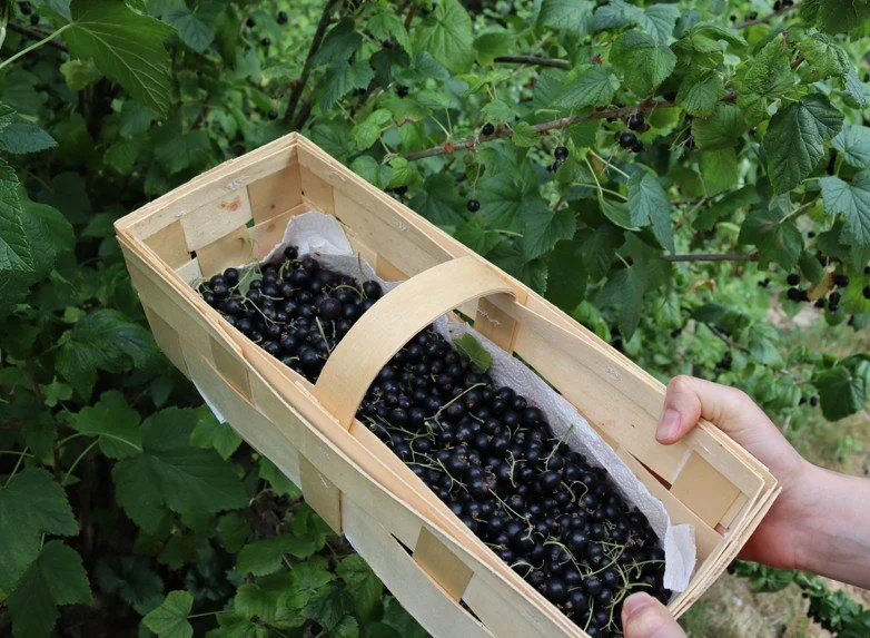 Rückschnitt von Beerensträuchern - Tipps und Anleitung 