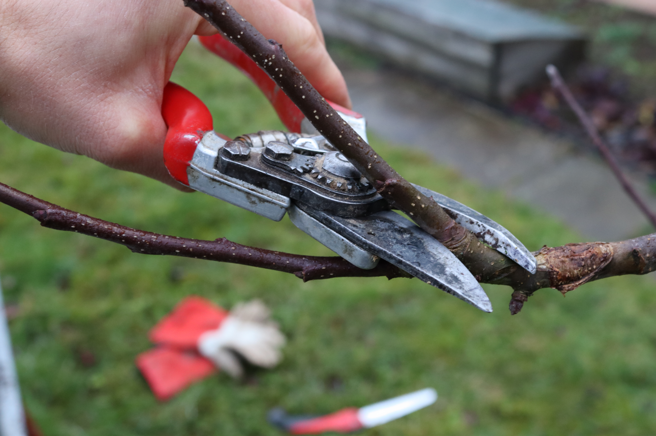 Obstbäume schneiden - der richtige Zeitpunkt