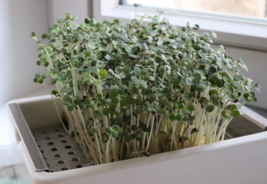 Indoorfarming: Microgreens, Sprossen &amp; Keimlinge