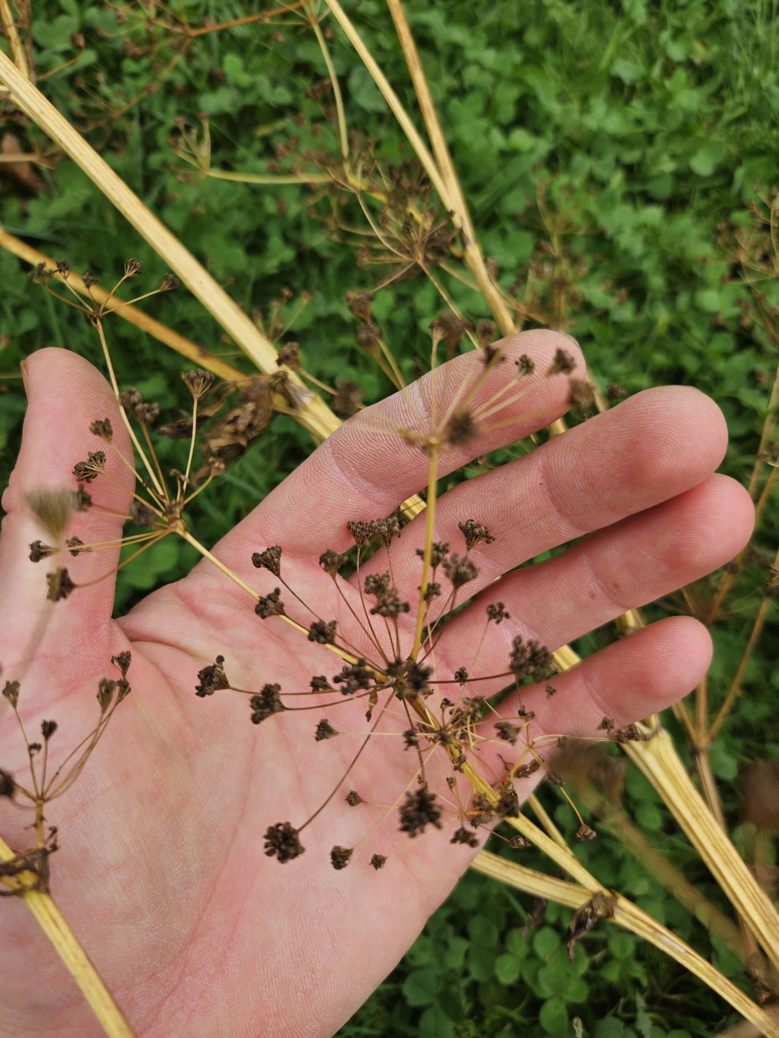 Saatgut für die Jungpflanzenanzucht 