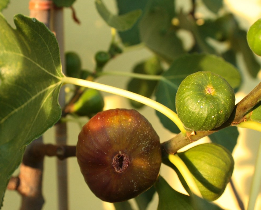 Klimabäume pflanzen: Neue Obstsorten für deinen Selbstversorgergarten