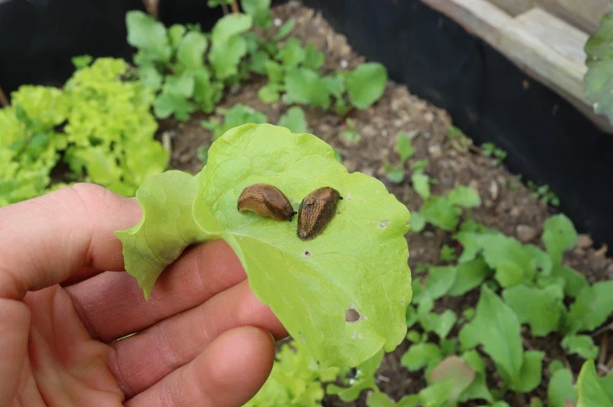 Schnecken loswerden: Erste Hilfe Guide