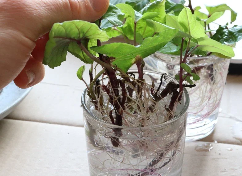 Süßkartoffel: Anbau, Pflege, Vermehrung