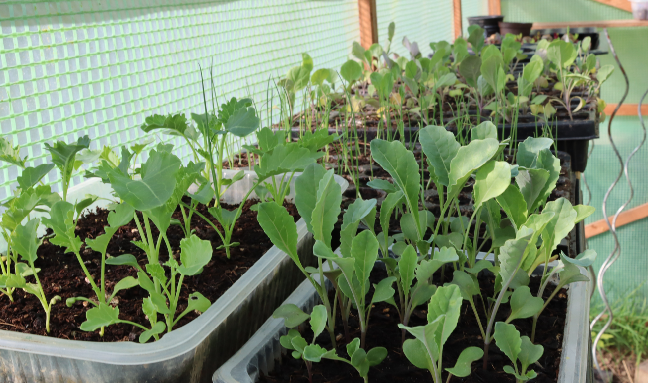 Jungpflanzenanzucht: Welche Gemüse ziehe ich wann vor?