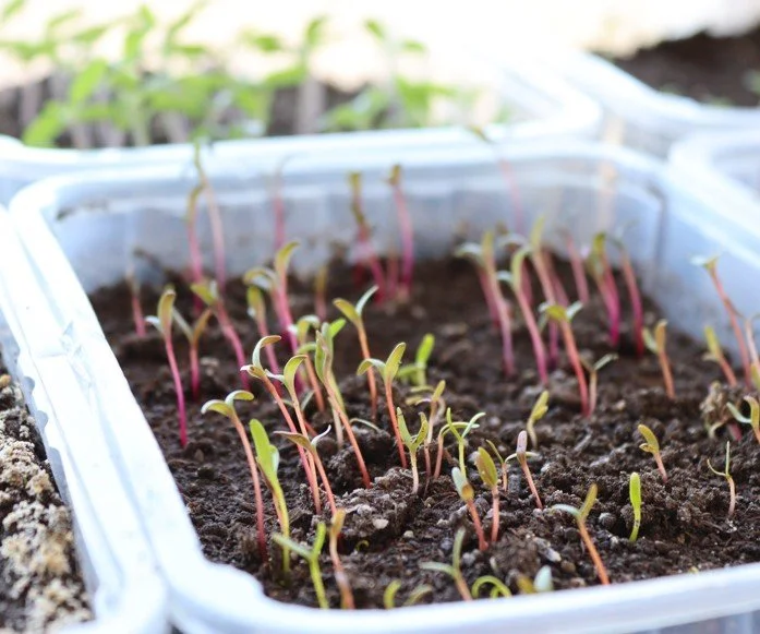 Jungpflanzen selbst ziehen: Schritt-für-Schritt-Anleitung