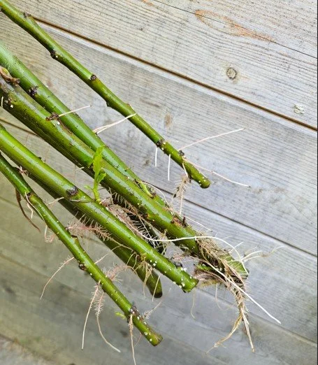 Sträucher und Gehölze durch Stecklinge vermehren: Anleitung