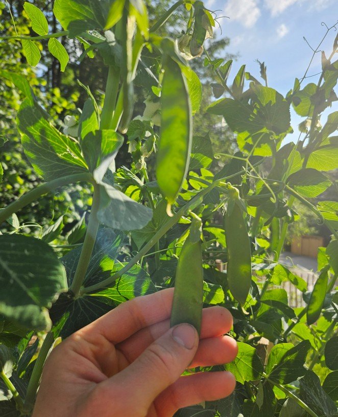 Garten im Mai: 5 praktische Tipps für mehr Ertrag, gesunde Pflanzen und effiziente Selbstversorgung