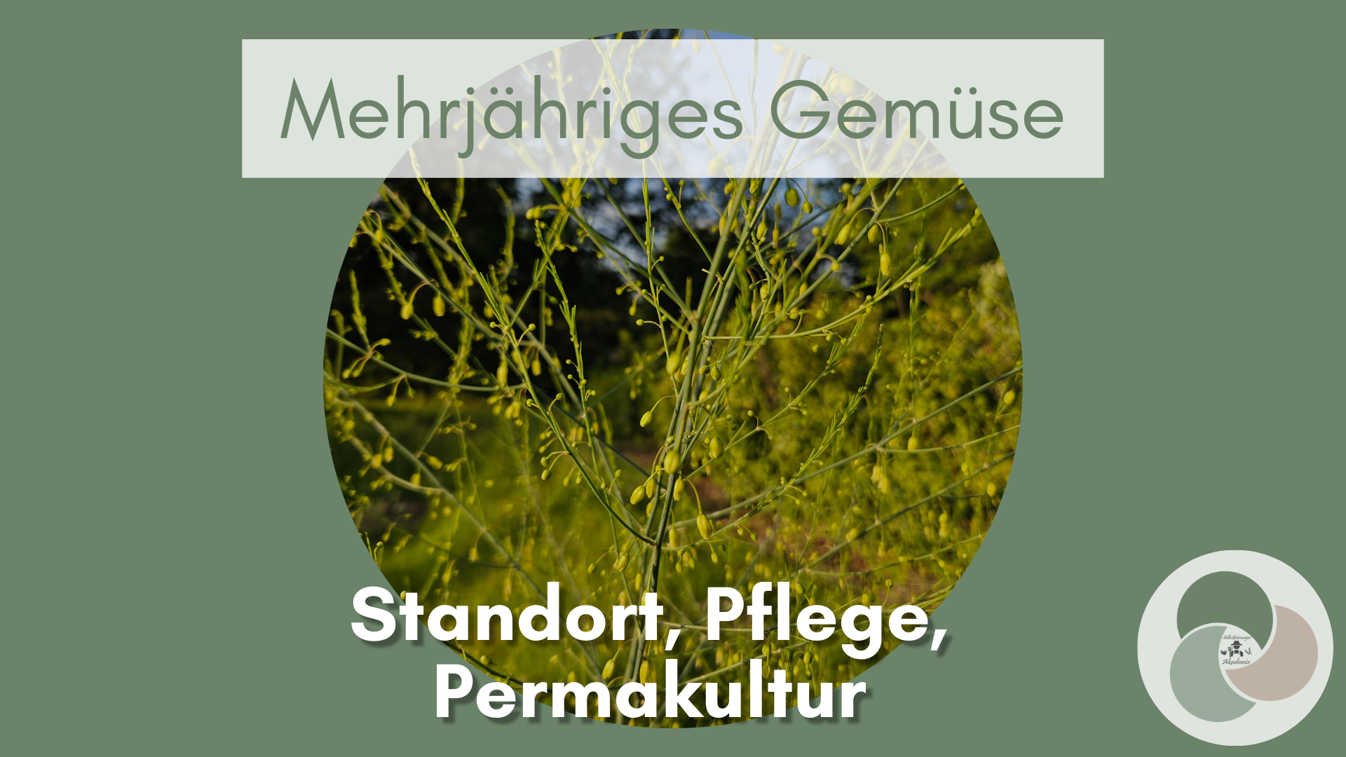 Permaveggies: Immer neue Ernte dank mehrjährigen Stauden und Wildgemüsearten