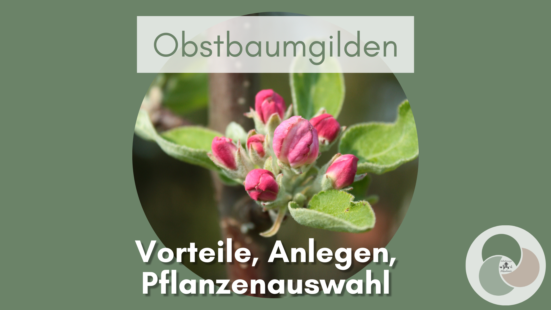 Bepflanzte Baumscheibe: Anlegen einer Obstbaumgilde