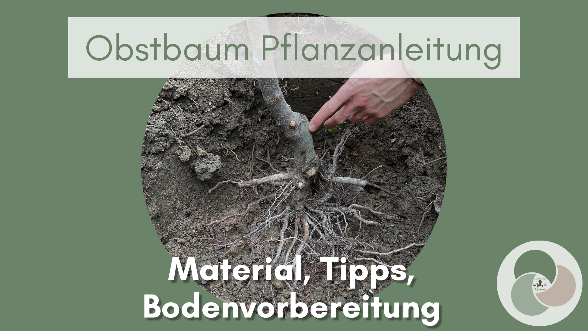Pflanzanleitung für Obstbäume: Material, Schnitt, Tipps
