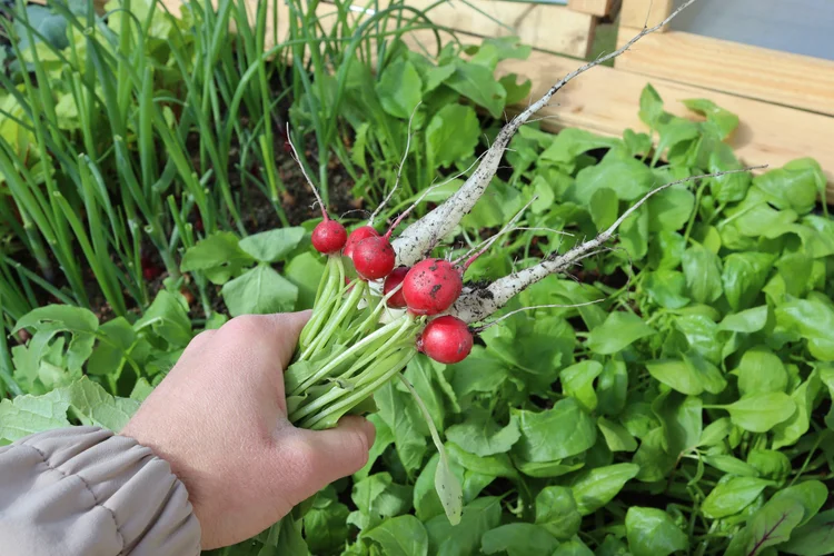Hochbeet richtig befüllen und ganzjährig bepflanzen —