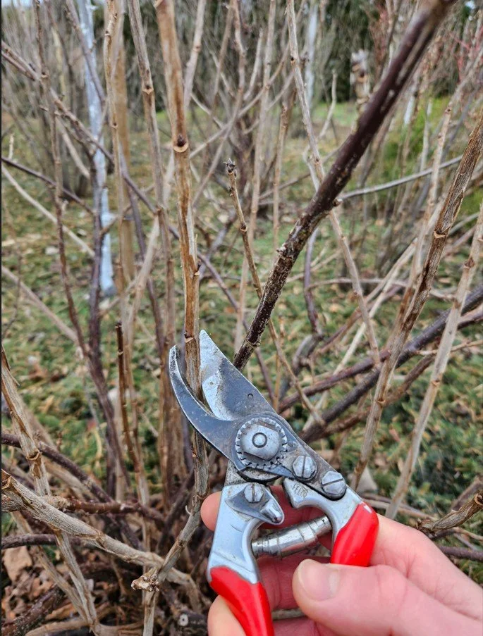 Beerensträucher schneiden Video Anleitung