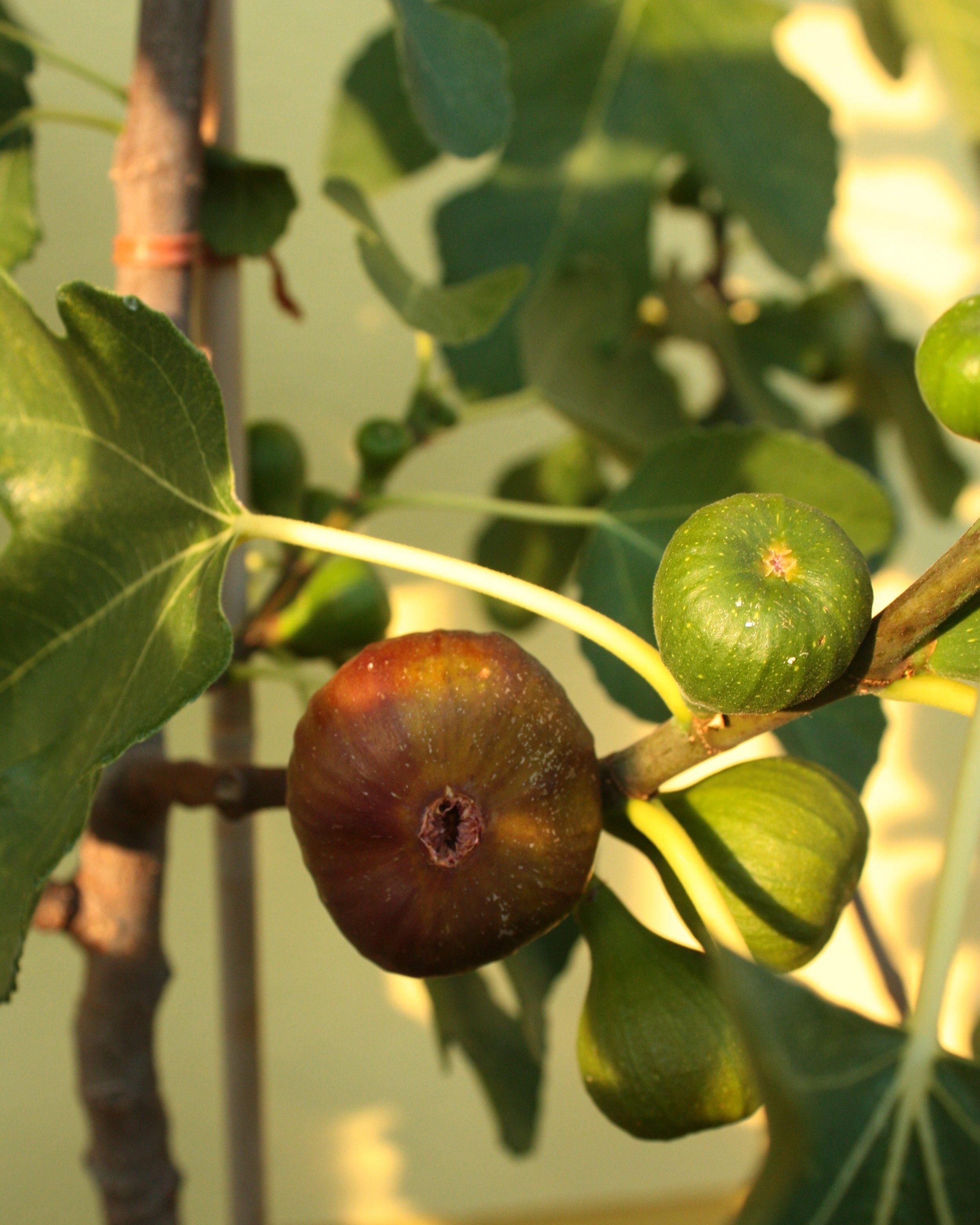 Klimabäume pflanzen Neue Obstsorten für deinen