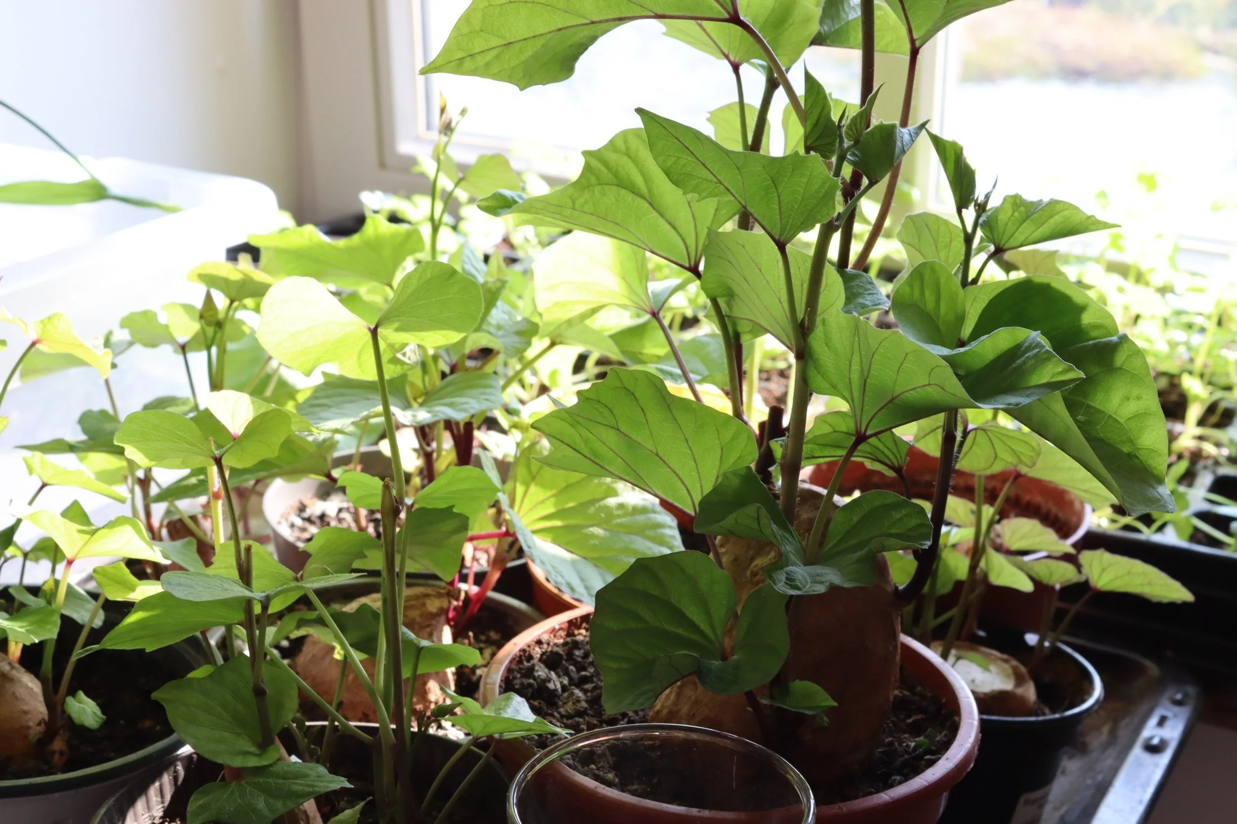 Süßkartoffel Anbau, Pflege, Vermehrung — Garten