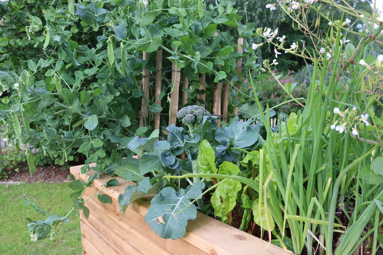 Hochbeet richtig befüllen und ganzjährig bepflanzen —