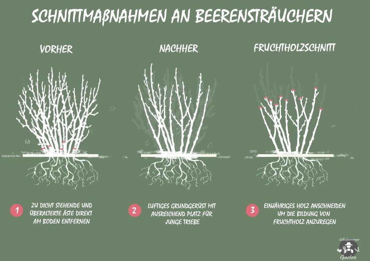 Grafik Beerensträucher schneiden