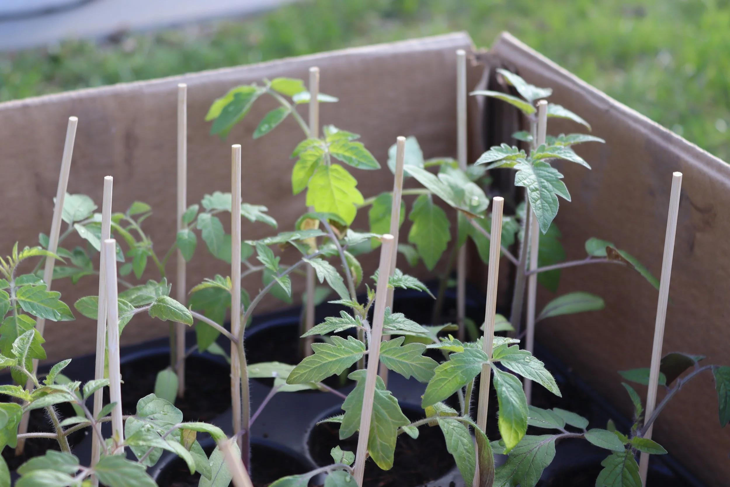 Jungpflanzen selbst ziehen: Schritt-für-Schritt-Anleitung ...