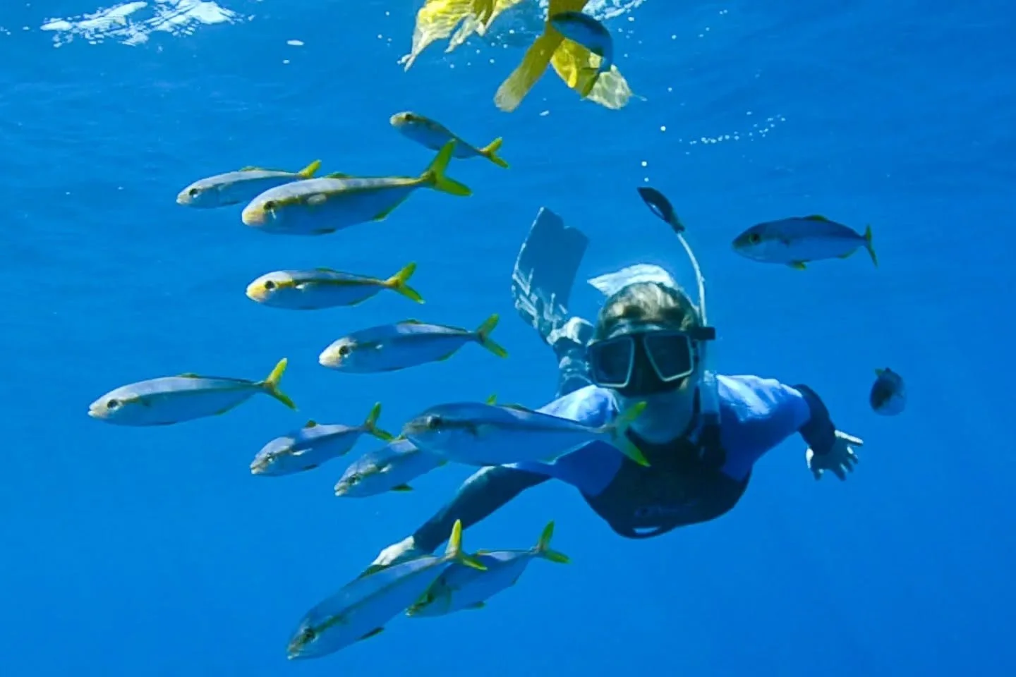 Today, on World Ocean Day, we wrap ourselves in the memory of Tierney Thys and carry forward the boundless love she held for the sea and all its creatures. 

Tierney didn&rsquo;t just study the ocean.
She listened to it.
Protected it.
Shared its wond