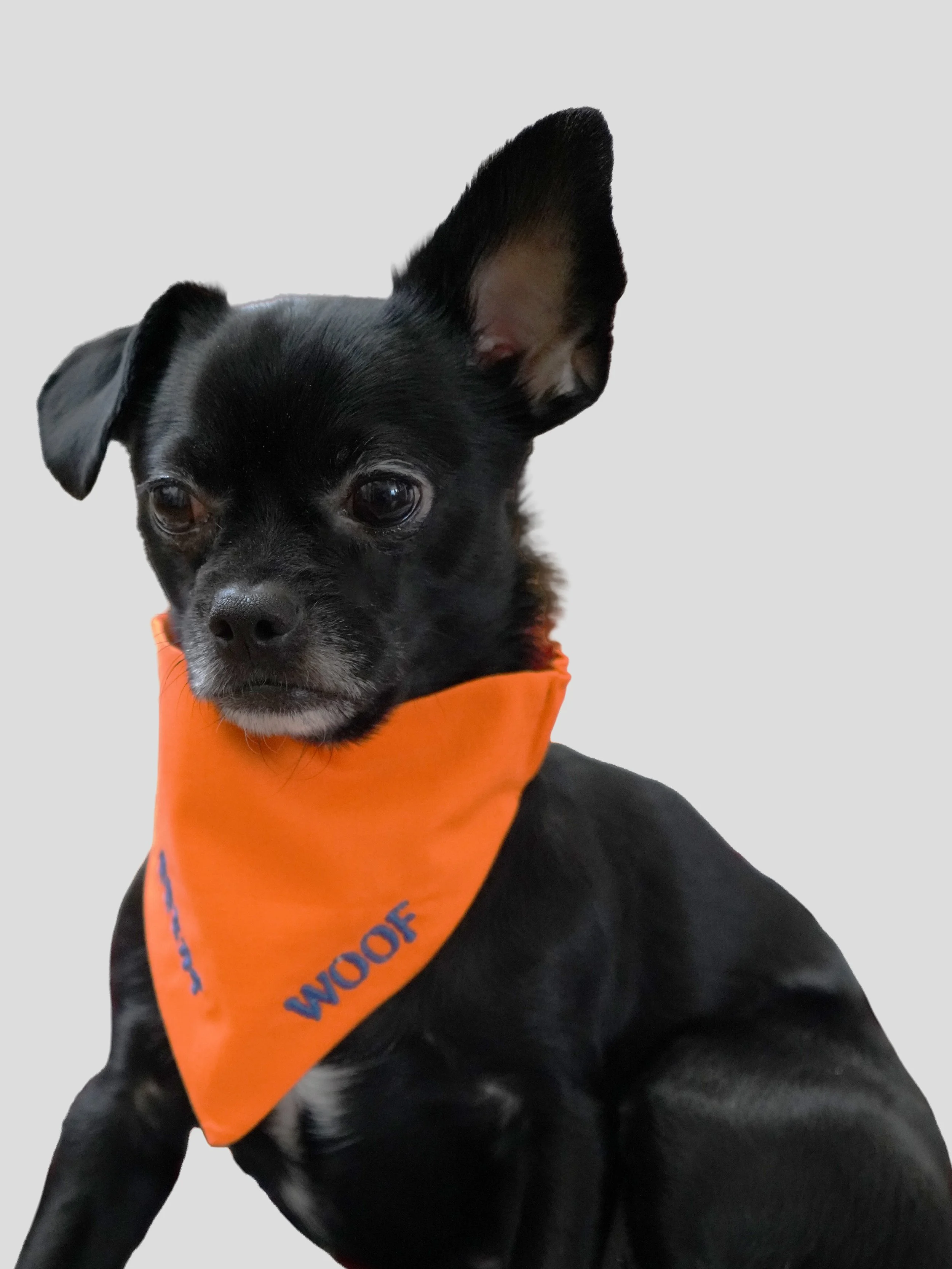 Personalized Embroidered Dog Bandana_Kai.jpg