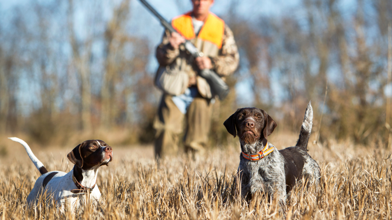 How many acres do you need to hunt in Texas? — Land Up