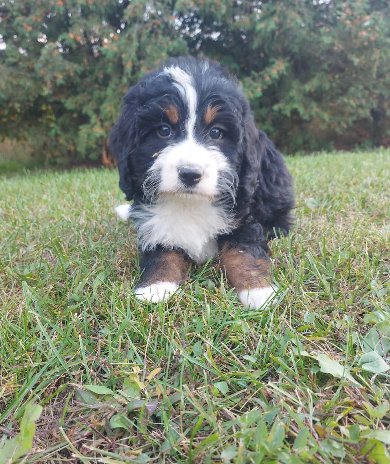 Bernedoodle Puppies for Sale | Southern Ontario — Blueridge Bernedoodles