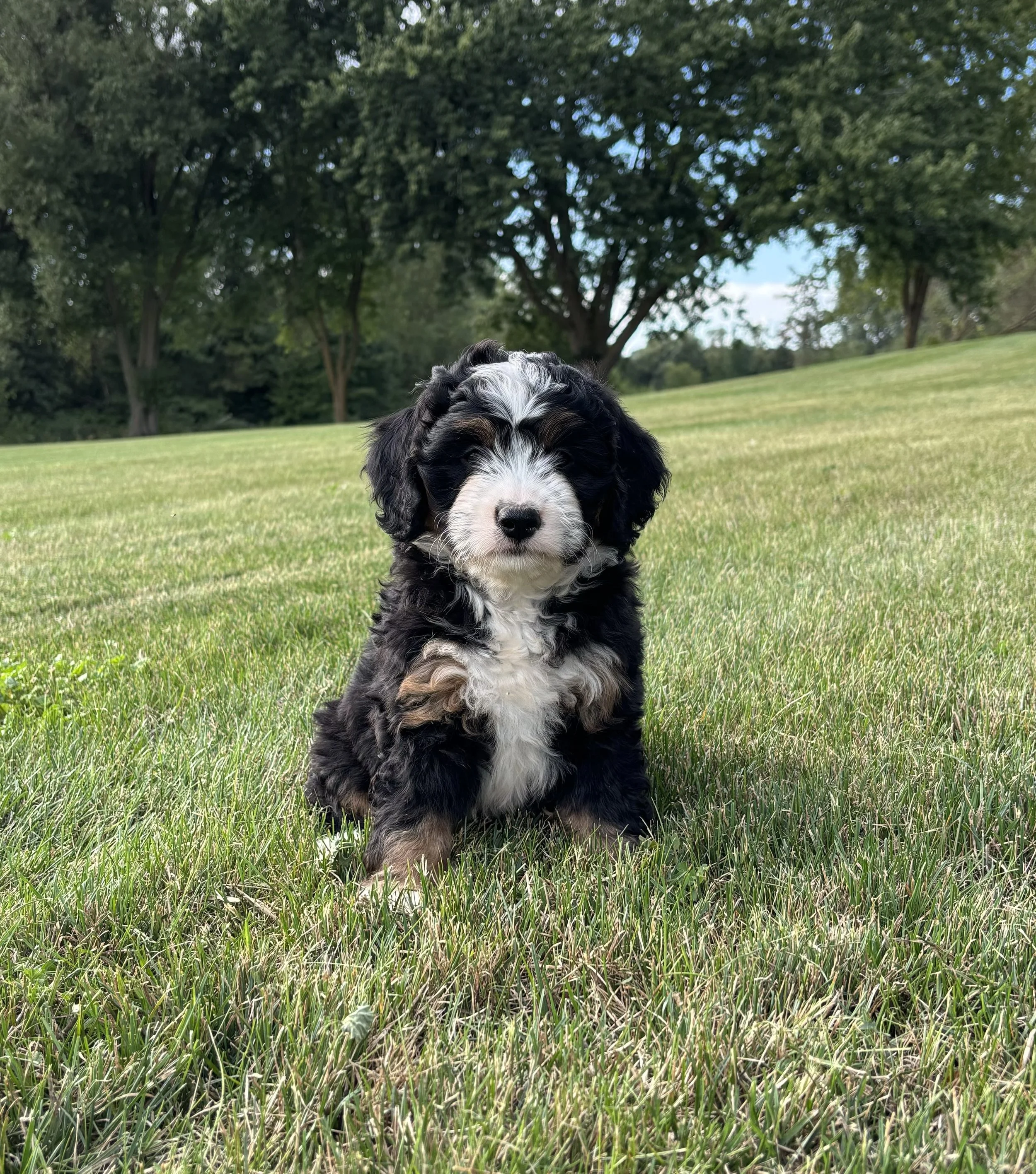 Tia + alex Bernedoodle F1 puppies 