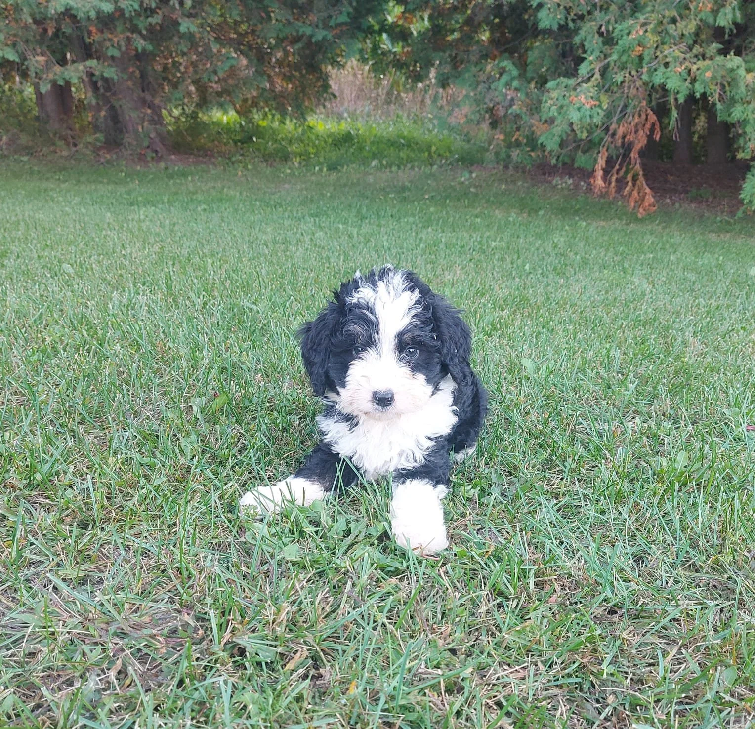 Puppy 4.jpg