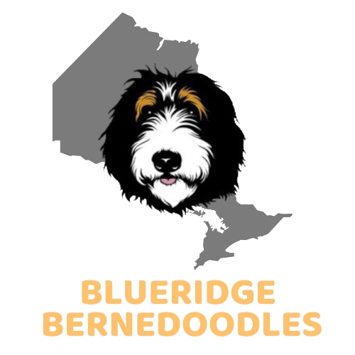 Blueridge Bernedoodles