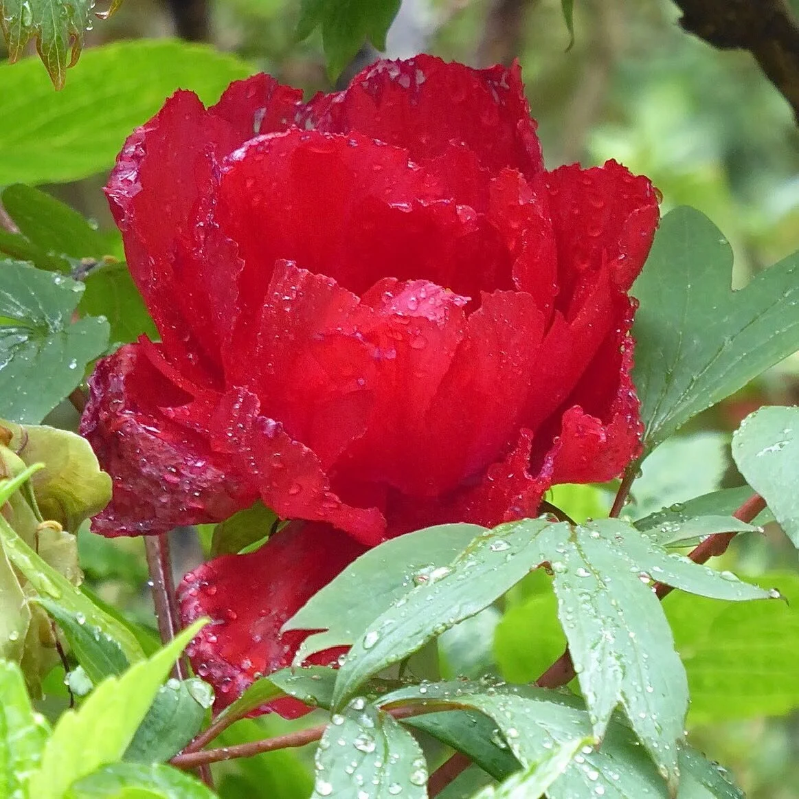 Typical bank holiday weather ...

Taking a short break from my landscape explorations as I have been advised to rest my shoulder - hopefully back soon. 

#bankholidaymonday #bankholidayweather #treepeony #beautifulflower