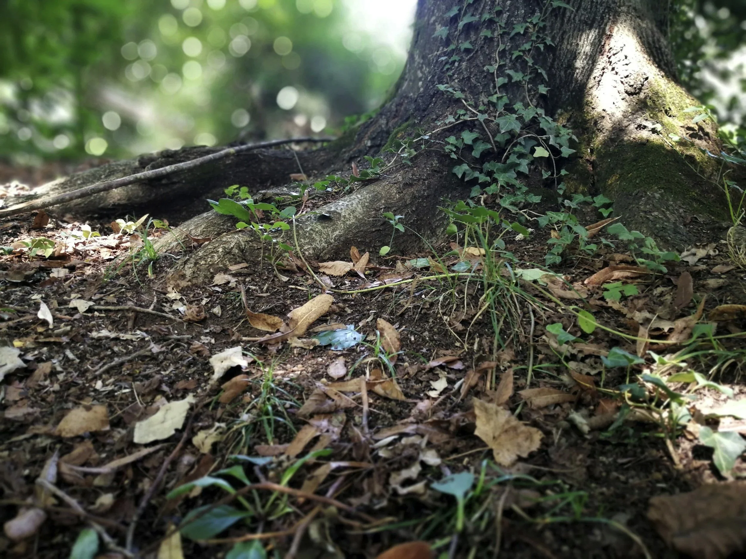 Bewusstseinsarbeit: Die Phasen des Trauerns - Warum Schmerz gesehen werden möchte, damit neues Leben entstehen kann 